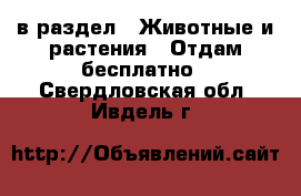  в раздел : Животные и растения » Отдам бесплатно . Свердловская обл.,Ивдель г.